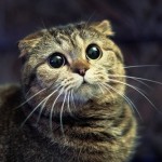 Витамины для кошек из интернет магазина iHerb.com