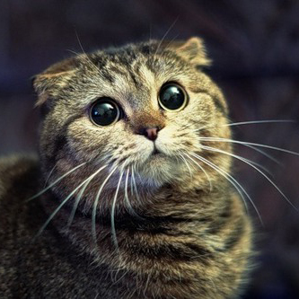 Витамины для кошек