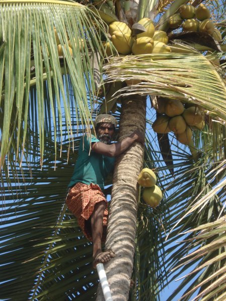кокосовая пальма