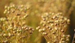 Льняное масло